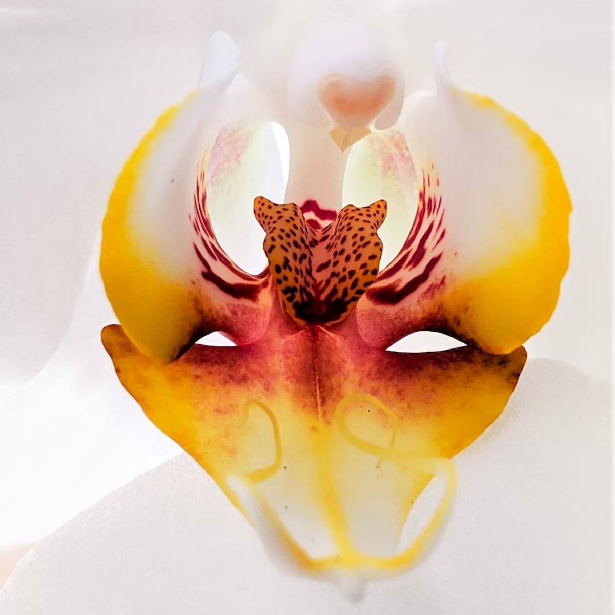 SQ Talk.Everything you want to know about Sxtoys-Part 2. All genders welcome